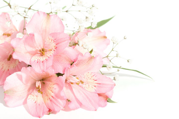 small bouquet of alstroemeria with gypsophila on a white backgro - 136832004