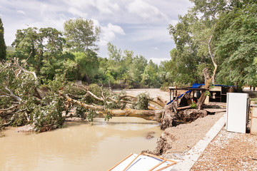 Uprooted trees after the flood over the river.