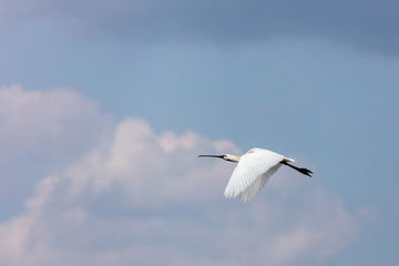 Eurasian spoonbill in flight