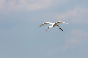 Obraz premium Eurasian spoonbill in flight