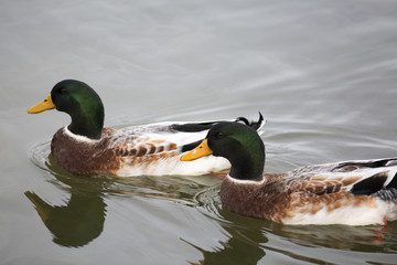 pair of males