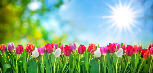 Fototapeta premium wiosenne kwiaty tulipanów