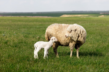 Fototapeta premium Sheep and lamb