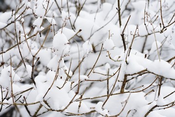 Snow on bare tree branches after a Noreaster blizzard snowstorm