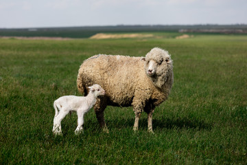 Fototapeta premium Sheep and lamb