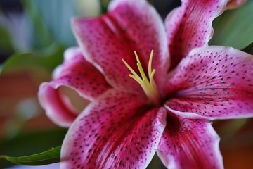 Obraz na płótnie Canvas Fragrant Stargazer pink Asiatic lily flower in bloom