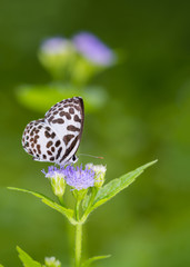 Fototapeta na wymiar Common Pierrot(Castalius rosimon), beautiful butterfly on purple flower with green background.