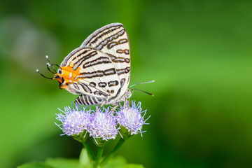 Fototapeta na wymiar Club Silverline(Spindasis syama), beautiful butterfly on purple flower with green background.