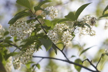 blooming bird cherry