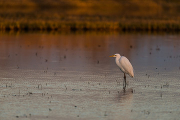 cattle egret (Bubulcus ibis) in a lake