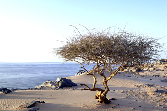 Musandam Kueste bei Al-Kashab, Sultanat Oman, Arabische Halbinsel, Naher Osten