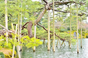 Support beams for pine tree in Kenroku-en park