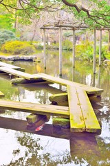 Wooden plank bridge, yatsuhashi, and carp fish in Japanese garden