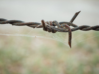 barbed wires.