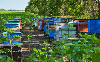 Beehives boxes in the field of honey plants