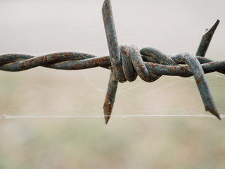 barbed wires.