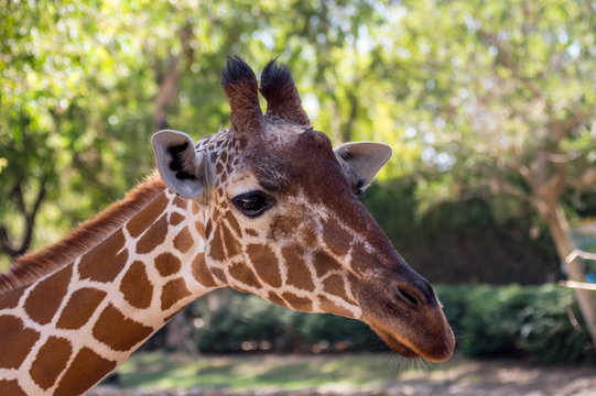 Close up portrait of Masai giraffe, the long neck of the giraffe