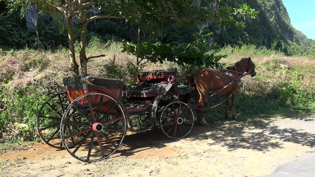 Tourist Horse carriage. 