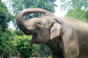 Asian Sumatran elephant side portrait, close up of face on trees