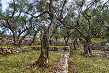 The garden of olive trees