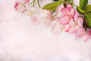 Fototapeta na wymiar Beautiful Art stylized Card with pink Apple flowers.