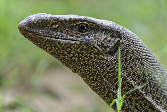 The head land lizard photographed close-up