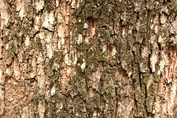 Fototapeta premium Wooden texture