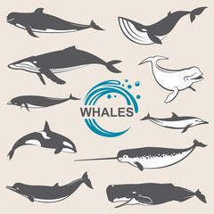 Naklejka premium collection of various whales species images