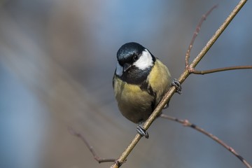 Fototapeta premium Bird - Great Tit (Parus major) sitting on the branch with blue background. Winter time.