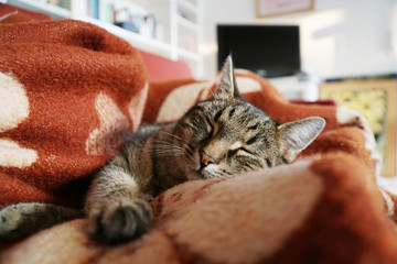 Ausruhen auf dem Sofa