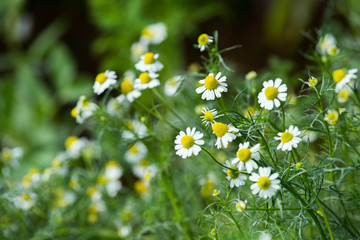 Fototapeta premium Flowering. Chamomile. Blooming chamomile field, Chamomile flowers on a meadow in summer, Selective focus