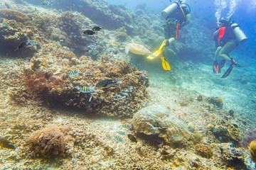 Fototapeta na wymiar Divers diving at coral reef with sea turtle and different fishes