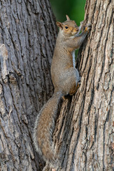 An eastern gray squirrel rests on a tree branch