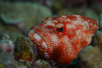 Close up of a blue-spotted stingray (Dasyatis kuhlii) resting on a sandy botton near one of the Ribbon Reefs on Great Barrier Reef .