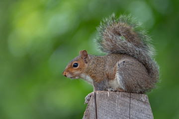 An eastern gray squirrel rests on a wooden pole
