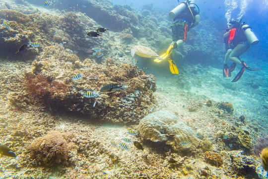 Divers diving at coral reef with sea turtle and different fishes