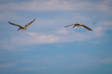 Eastern Brown Pelicans flying in the blue sky