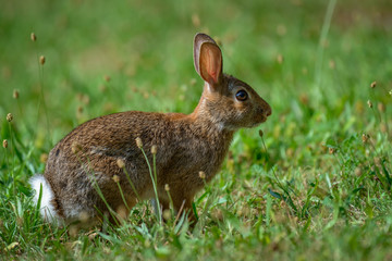 Naklejka na ściany i meble Cottontail bunny rabbit eating grass in the garden