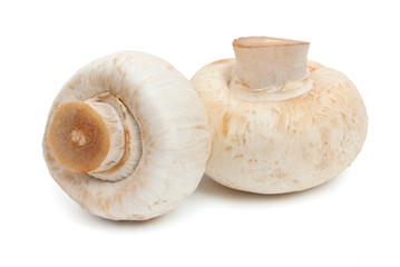 Champignon mushrooms. Two mushroom isolated on white background,