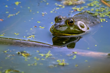 Marsh frog in the swamp