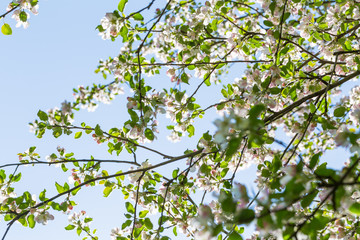 Blooming apple tree
