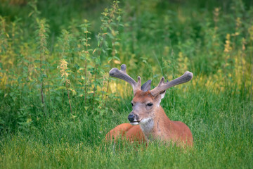 fallow deer male with big horns resting on the meadow