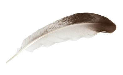 Color feather of dove, isolated on white background. Close-up.