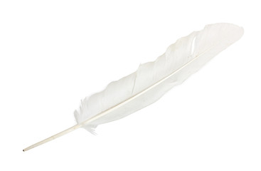White feather of dove, isolated on white background. Close-up.