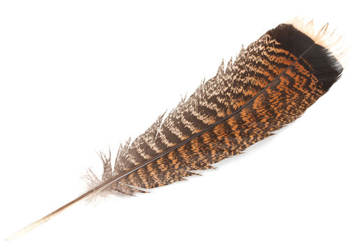 Feather of turkey isolated on a white background