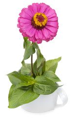 Tsinii pink flower with leaves in ceramic ware, isolated on a wh