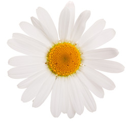 Flower of camomile isolated on white background, close-up.