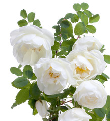 Blossom branch with flowers of white briar, dog-rose isolated on