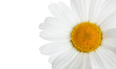 Flower of camomile isolated on white horizontal background with