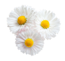 Obraz premium Three flowers of white daisy isolated on a white